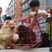China abrió feria anual de carne de perro en plena pandemia
