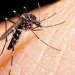 Jujuy: más de 4550 casos positivos de dengue