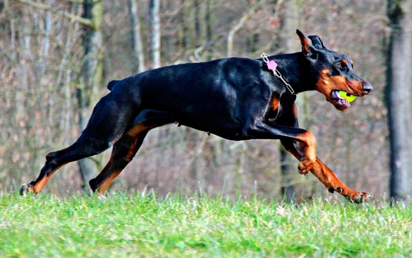 Atacada por un perro doberman en Calilegua