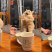 Un gato prueba helado por primera vez y su reacción sorprende en redes sociales