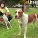 Un argentino rechazó un vuelo de repatriación por sus perros