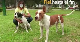 Fiel hasta el fin: por sus perros, argentino rechaza vuelo de ...