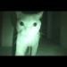 ¿Alguna vez te has preguntado que es lo que hace tu gato por las noches?