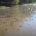Tucuman: otra vez flotan miles de peces muertos en el rió salí...