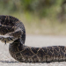 Día Mundial de la Serpiente