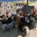 Donaron un colectivo al Hogar San Roque y funcionará como quirófano móvil