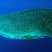 Un estudio demuestra que los tiburones ballena tienen dientes en los ojos