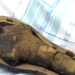 Descubren una momia infantil en Egipto y aseguran que no es humana