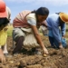 Los pequeños agricultores podrán acceder a cuentas bancarias gratuitas