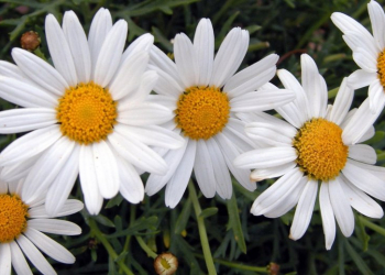 Elimina la caspa y el cabello graso con este sencillo tónico de hojas de flor de margarita