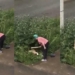 Vídeo viral: una mujer golpeó a una pareja que tenía sexo en plena calle