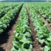 "La cantidad de hectáreas destinadas al tabaco viene decayendo", afirmó Pedro Pascuttini, presidente de la Cámara del Tabaco