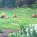 Zorritos bebés invaden el patio de un hogar y lo eligen como su mejor parque de diversiones