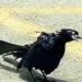 Terror en las redes por un pájaro que actúa como si fuera un zombie