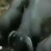 Video: cerdos salvan a un pez empujándolo al agua y el rescate se vuelve viral