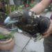 Hallaron a un águila herida en Monterrico