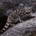 El gato andino, felino con mayor grado de extinción, será declarado monumento provincial