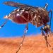 Nuevo caso sospechoso en humano, se trata de una infección mortal transmitida por mosquitos