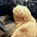 Biólogos mantienen en observación a inusual foca pelirroja, en caso que su manada la rechace por su extraña apariencia