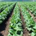 "Tenemos gran incertidumbre por la situación sanitaria", expresaron desde la Cámara del Tabaco