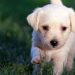 ¿Es bueno el arroz para los perros?