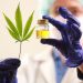 ¿Sabias que Jujuy destina 35 hectáreas a la plantación de marihuana para producir aceite de cannabis con fines medicinales?