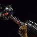 Semana clave para los equipos argentinos