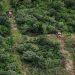 Medio Ambiente. La Argentina obtuvo fondos para fortalecer la ley de bosques