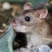Hantavirus: detectaron un caso en Libertador General San Martín