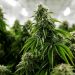 Cannabis: legalizaron el autocultivo para uso medicinal