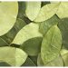 Hubo una Notable Baja en el Precio de la hoja de Coca
