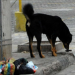 perros callejeros : Una situación que preocupa en los barrios de Jujuy