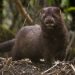 Un visón americano se contagia y es el primer caso de un animal salvaje con el virus