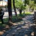 Operativo de arborizacion en avenida Hipólito Yrigoyen
