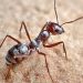 Hallaron una “hormiga del infierno” de 99 millones de años masacrando a una cucaracha