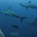 Impactante video: una mujer quedó atrapada debajo de 200 tiburones mientras buceaba