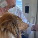 Polémica por la foto de Alberto Fernández paseando a su perro en el helicóptero presidencial