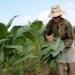 Los pequeños productores tabacaleros no sufrirán descuentos en el próximo pago del FET