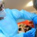 Coronavirus: Cruz Roja lanzó un plan para ayudar a vacunar a 500 millones de personas en todo el mundo
