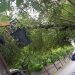 Árbol de mora cae sobre el tendido eléctrico en plaza Tupac Amaru