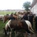 Secuestraron 61 caballos que deambulaban sin rumbo en Yuto y Calilegua