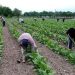 Prorrogan Inscripción al Intercosecha  Tabaco