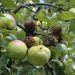 Curso Gratuito de Injertos de Plantas Frutales en Perico