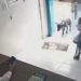 La historia del perro que fue solo a una veterinaria para que lo atiendan