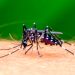 Confirmaron un nuevo caso de dengue importado en Jujuy