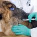 Rusia aprobó una vacuna contra el coronavirus para mascotas