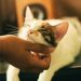 Felinoterapia: los efectos beneficiosos de vivir con un gato