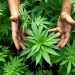El Gobierno nacional autorizó la inscripción de semillas de marihuana