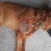 Alto Comedero: denuncian que un vecino mató a un perro a puntazos