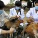 China detectó el primer caso mundial de gripe aviar H10N3 en humanos